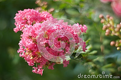 Crape myrtle flower Stock Photo