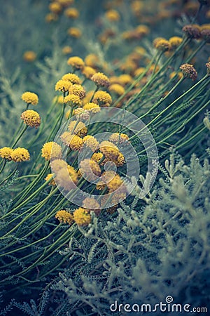 Craspedia billy buttons flowers in garden background closeup selective focus Stock Photo