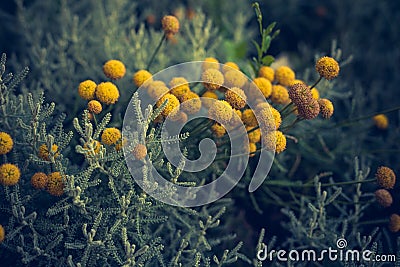 Craspedia billy buttons flowers in garden background closeup selective focus Stock Photo