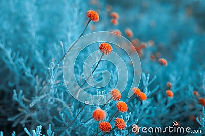 Craspedia billy buttons flowers in garden infrared colors closeup selective focus background Stock Photo