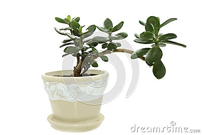 Crassula arborescens Stock Photo