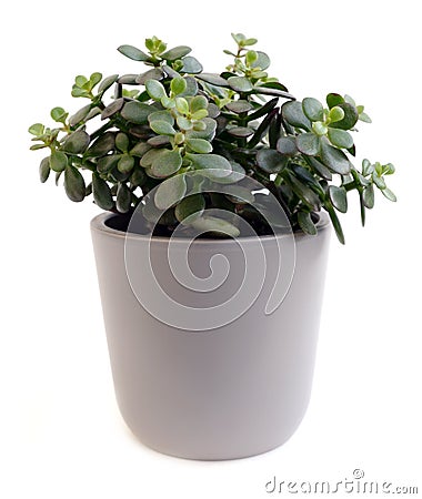 Crassula arborescens Stock Photo