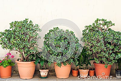 Crassula and geranium Stock Photo