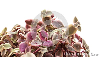 Crassula marginalis fleshy leaves Stock Photo