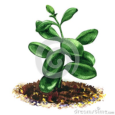 Crassula, money tree, flower succulent plant isolated, watercolor illustration Cartoon Illustration