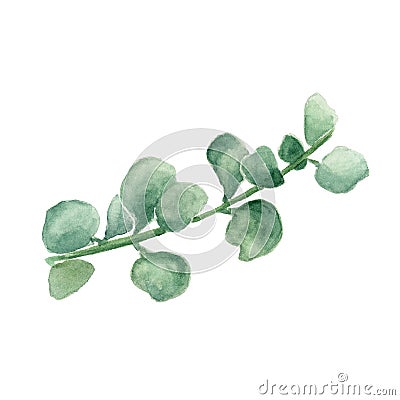 Crassula, money tree. Watercolor painting of stem with leaves on white Stock Photo