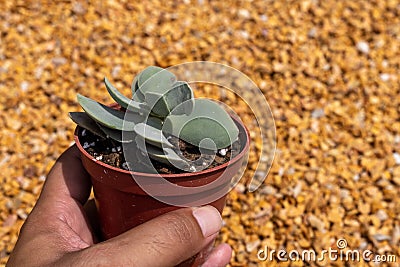 Crassula morganâ€™s Beauty compact succulent in a pot Stock Photo