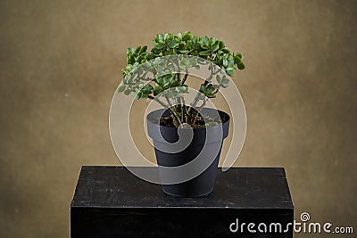 Crassula ovata, bonsai tree. Houseplant crassula ovata Stock Photo
