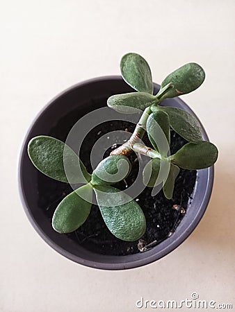 crassula ovata, commonly called jade tree Stock Photo