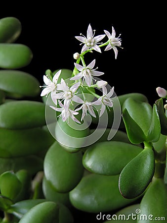 Crassula Ovata or Money tree Stock Photo