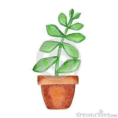Crassula ovata succulent commonly known as jade plant, lucky plant, money plant or money tree hand painted with watercolor isolate Vector Illustration