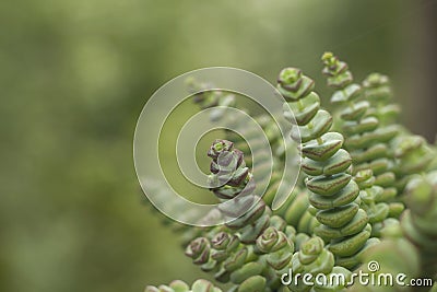 Crassula perforata or string of buttons plant Stock Photo