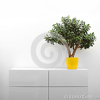 Crassula plant on white commode Stock Photo