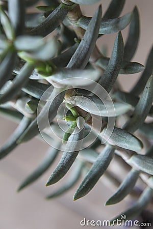 Crassula tetragona 1246 Stock Photo