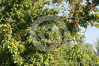 Crataegus ,hawthorn, quickthor red berries on branches on blue sky Stock Photo
