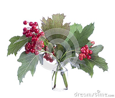 Crataegus hawthorn or quickthorn in a glass vessel on a white background Stock Photo