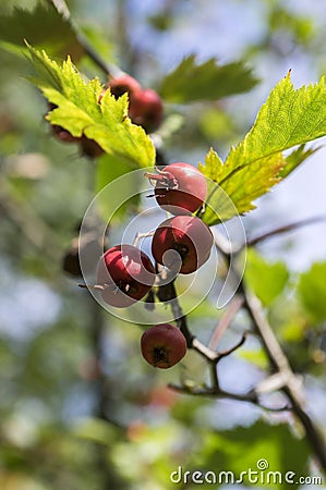 Crataegus pinnatifida, Chinese haw, Chinese hawthorn, Chinese hawberry with fruits Stock Photo