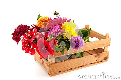 Crate colorful Dahlias Stock Photo
