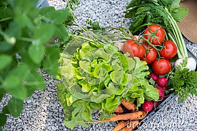 Crate full of freshly harvested vegetables in a garden. Homegrown bio produce concept. Top view. Stock Photo