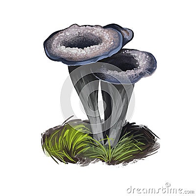 Craterellus or chanterelles, chanterelle edible fungus mushroom isolated on white. Digital art illustration, natural food, package Cartoon Illustration
