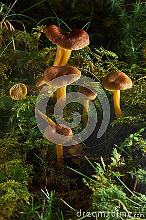 Craterellus tubaeformis. Edible mushrooms with excellent taste. Stock Photo