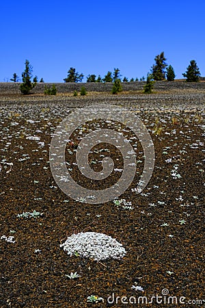 Craters of the Moon National Monument White Flowers Growing on Lava Rock Cinders with Pine Trees Stock Photo