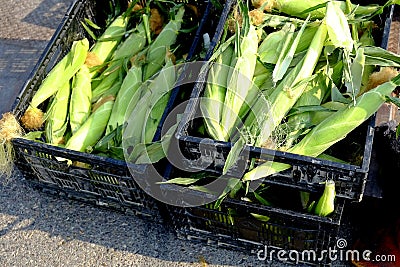 Crates of corn on the cob husks fresh vegatable farm produce for Stock Photo