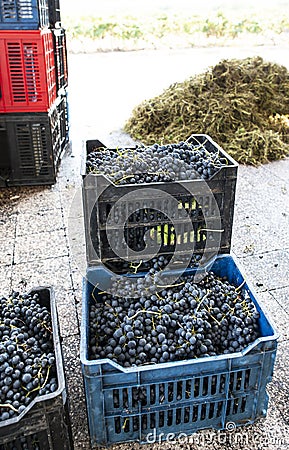 Crates with red grape Stock Photo