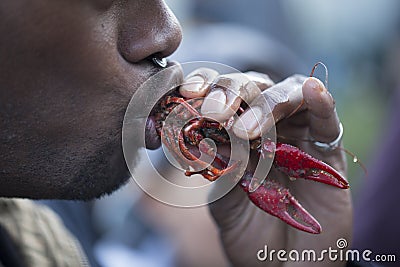 Crawdad eating Editorial Stock Photo