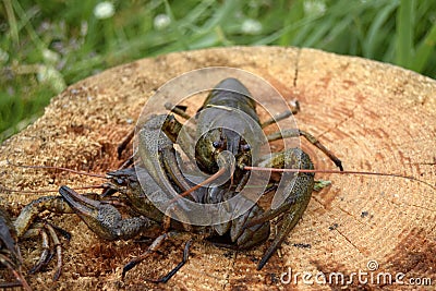 Crawfishes wet, live, are caught from water. Stock Photo