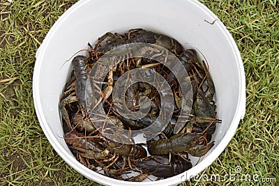 Crawfishes wet, live, are caught from water. Stock Photo