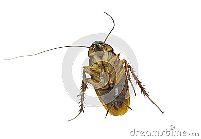 A crawling brown cockroach isolated on white background The concept of cleanliness and disease prevention Stock Photo