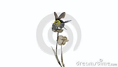 Crawling bumblebee isolated,Bumble bee sticks on top of dry leaves on the white background Stock Photo