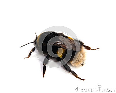 Crawling bumblebee on the white Stock Photo