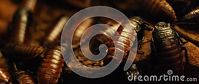 Crawling cockroaches Stock Photo