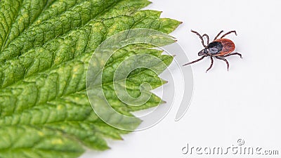 Crawling deer tick and green leaf detail on a white background. Ixodes ricinus or scapularis Stock Photo