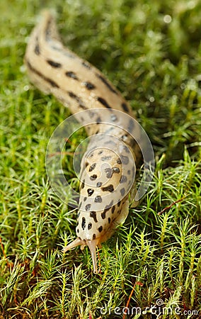 Crawling slug Stock Photo