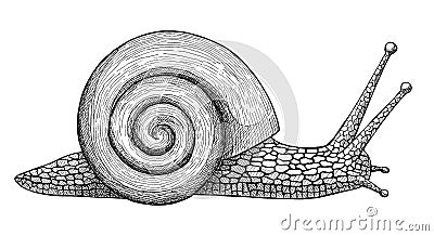 Crawling snail, ink hand drawn vintage illustration Cartoon Illustration