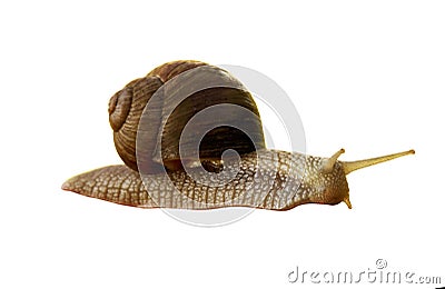 Crawling snail on a white background. Stretched out at full length. Stock Photo