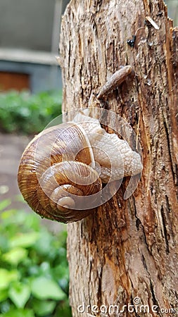 crawling snails Stock Photo