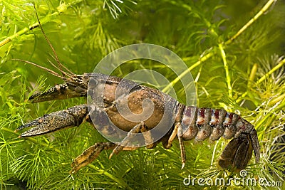 Crayfish Stock Photo