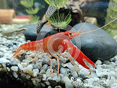 crayfish in an aquarium, dancing sea shrimp, home aquarium, Red crayfish in the aquarium Stock Photo