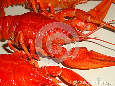 Crayfish boiled large, red on the table. Stock Photo