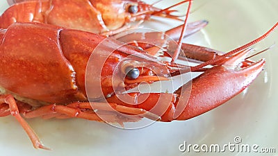 Crayfish boiled on plate Stock Photo