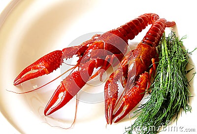 Crayfish red boiled european Austropotamobius pallipes Stock Photo