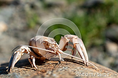 Crayfish exoskeleton Stock Photo