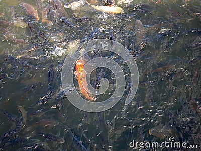 Crayfish Stock Photo