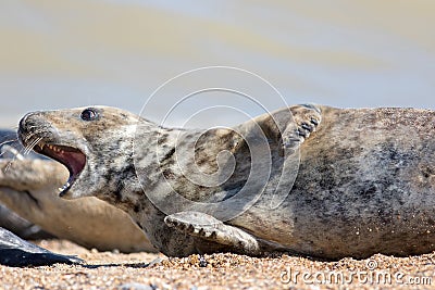 Crazy animal meme image of a startled seal Stock Photo