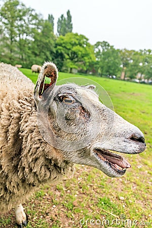 Crazy bleating sheep Stock Photo