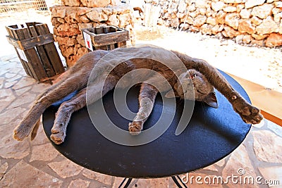 Crazy cat Stock Photo